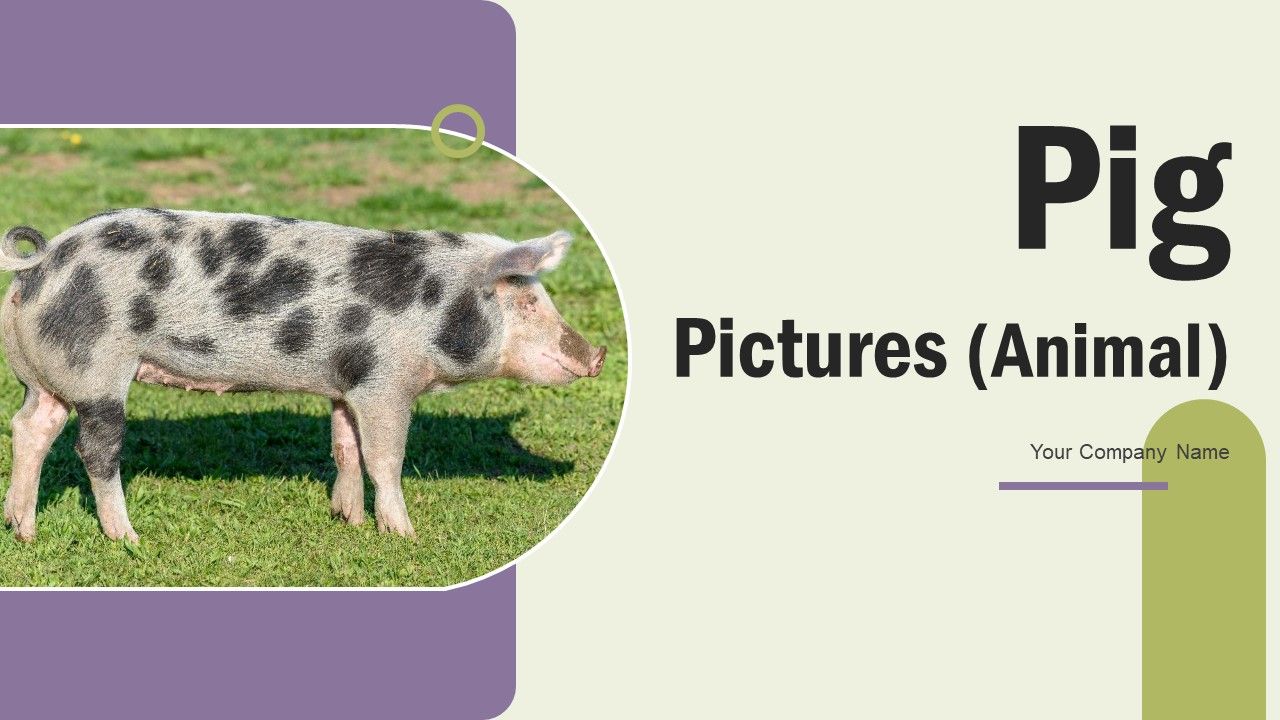 Pig_Pictures_Animal_Ppt_PowerPoint_Presentation_Complete_Deck_With_Slides_Slide_1.jpg