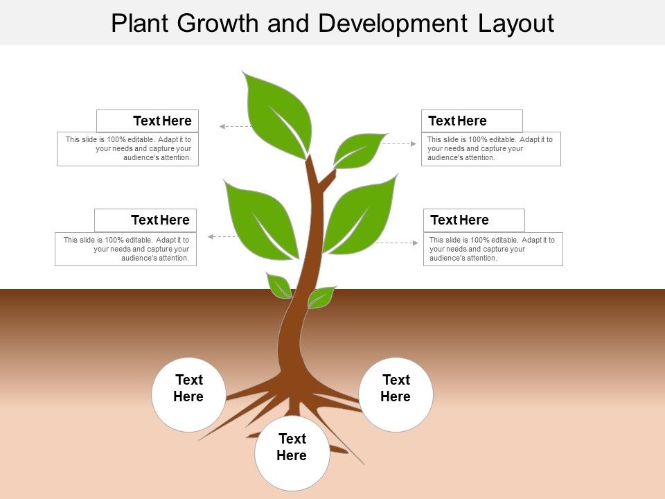 Plant_Growth_And_Development_Layout_Ppt_PowerPoint_Presentation_File_Templates_PDF_Slide_1.jpg