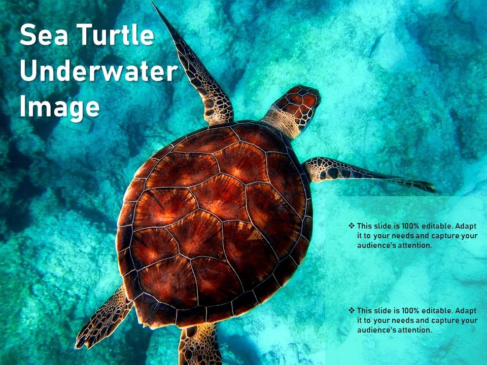 Sea_Turtle_Underwater_Image_Ppt_PowerPoint_Presentation_Outline_Picture_PDF_Slide_1.jpg