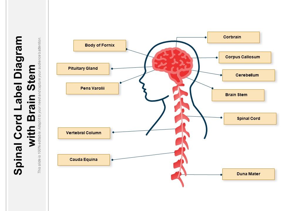 Spinal_Cord_Label_Diagram_With_Brain_Stem_Ppt_PowerPoint_Presentation_Gallery_Shapes_PDF_Slide_1.jpg