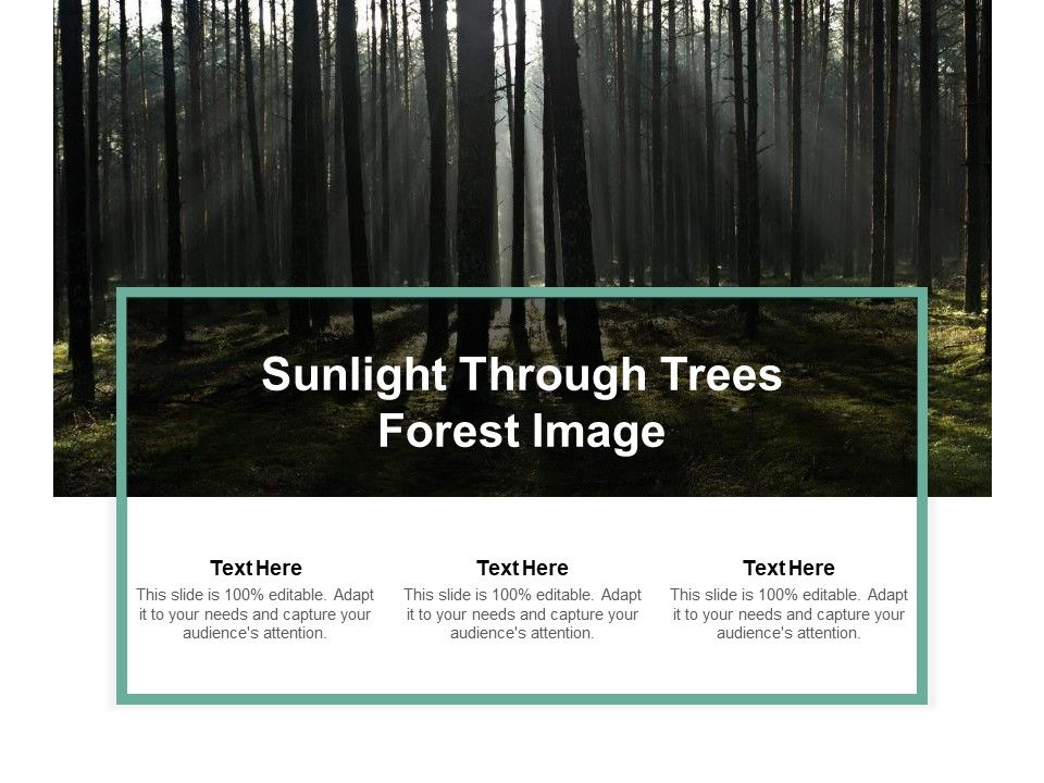 Sunlight_Through_Trees_Forest_Image_Ppt_PowerPoint_Presentation_Professional_Good_Slide_1.jpg