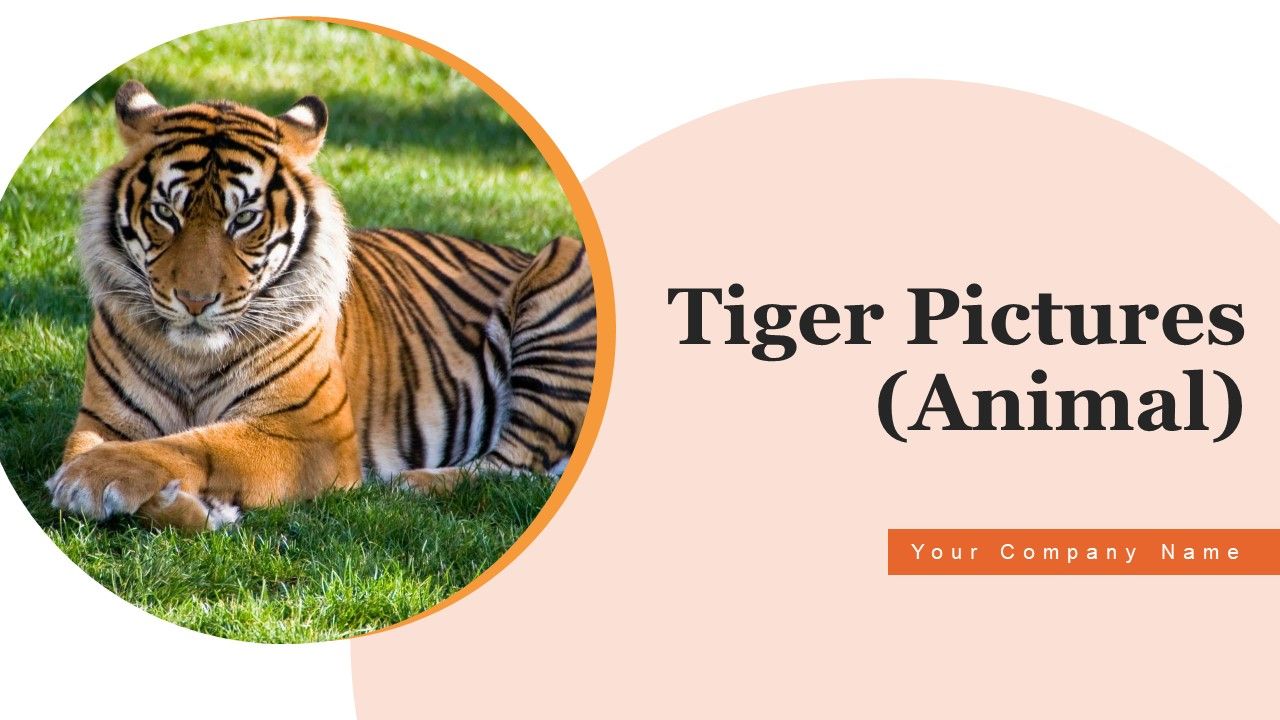 Tiger_Pictures_Animal_Ppt_PowerPoint_Presentation_Complete_Deck_With_Slides_Slide_1.jpg