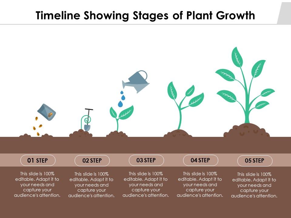 Timeline_Showing_Stages_Of_Plant_Growth_Ppt_PowerPoint_Presentation_Visual_Aids_Gallery_PDF_Slide_1.jpg