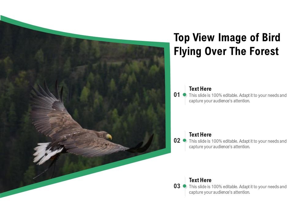Top_View_Image_Of_Bird_Flying_Over_The_Forest_Ppt_PowerPoint_Presentation_Gallery_Example_PDF_Slide_1.jpg