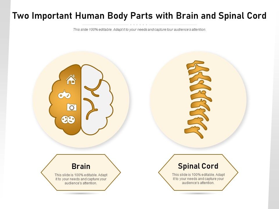 Two_Important_Human_Body_Parts_With_Brain_And_Spinal_Cord_Ppt_PowerPoint_Presentation_Gallery_Summary_PDF_Slide_1.jpg