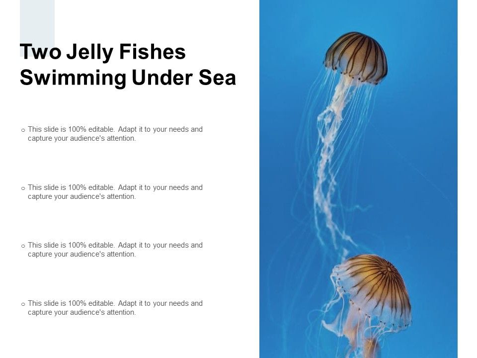 Two_Jelly_Fishes_Swimming_Under_Sea_Ppt_PowerPoint_Presentation_Professional_Portfolio_Slide_1.jpg