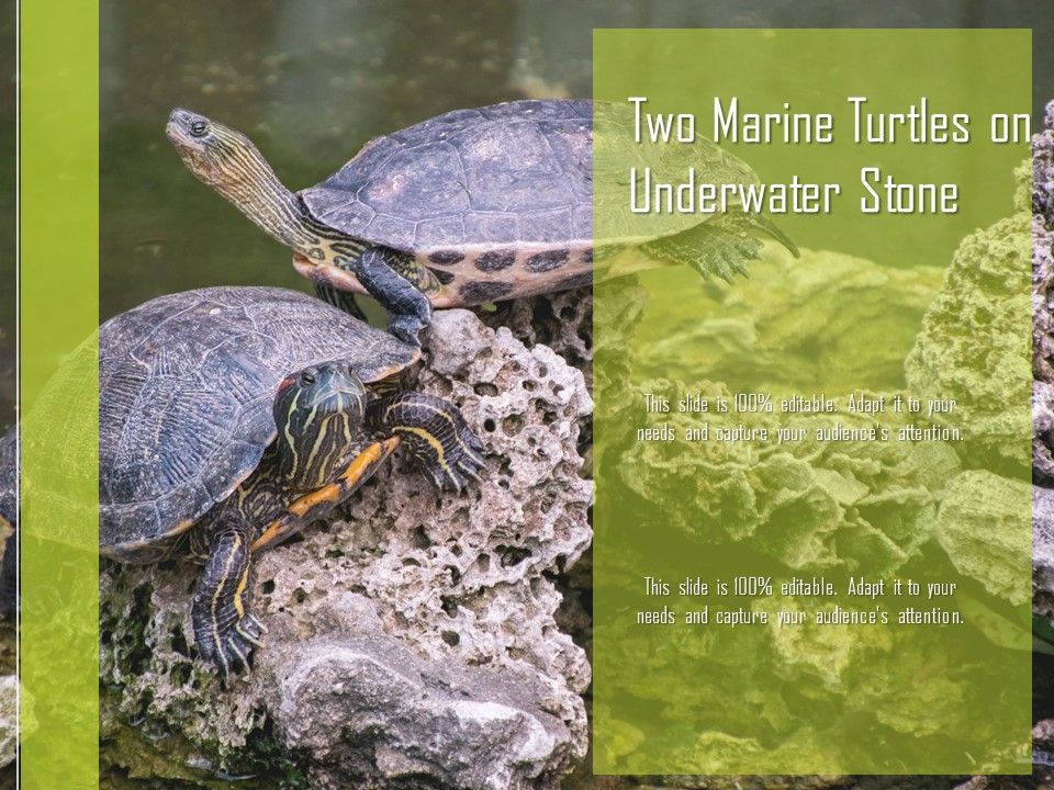 Two_Marine_Turtles_On_Underwater_Stone_Ppt_PowerPoint_Presentation_Outline_Format_PDF_Slide_1.jpg