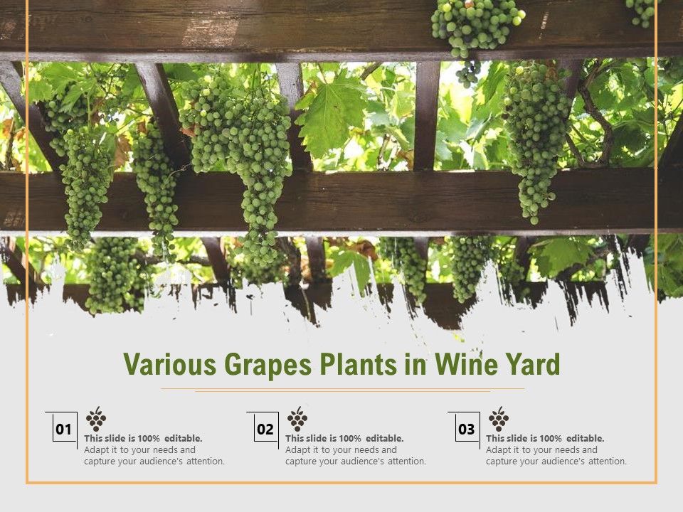 Various_Grapes_Plants_In_Wine_Yard_Ppt_PowerPoint_Presentation_File_Slides_PDF_Slide_1.jpg