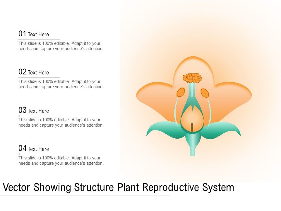 Vector_Showing_Structure_Plant_Reproductive_System_Ppt_PowerPoint_Presentation_Icon_Files_PDF_Slide_1.jpg