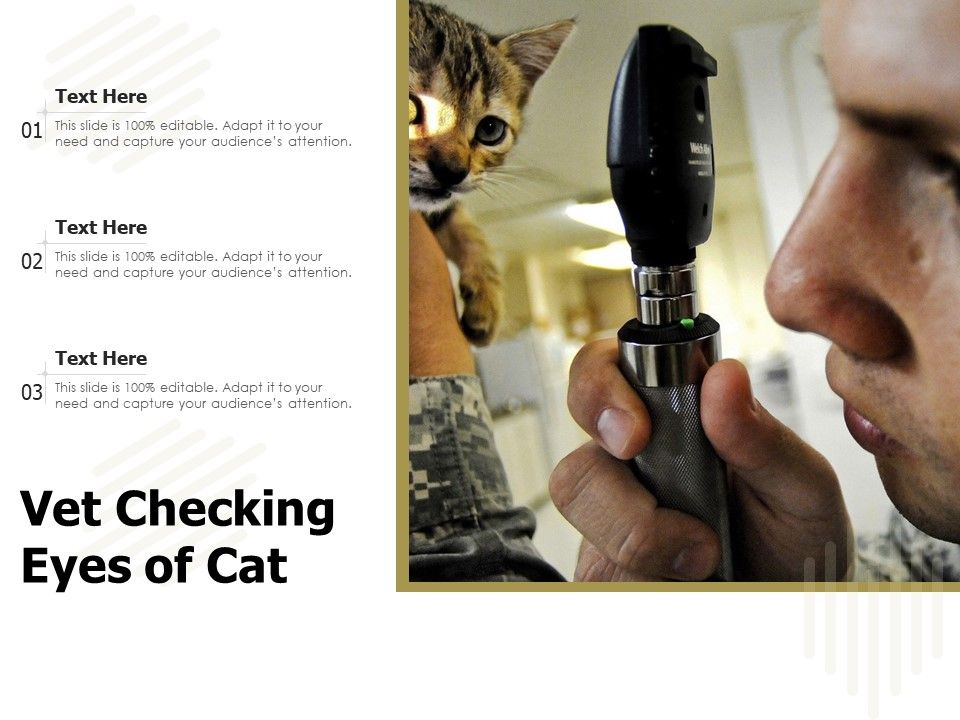 Vet_Checking_Eyes_Of_Cat_Ppt_PowerPoint_Presentation_File_Inspiration_PDF_Slide_1.jpg
