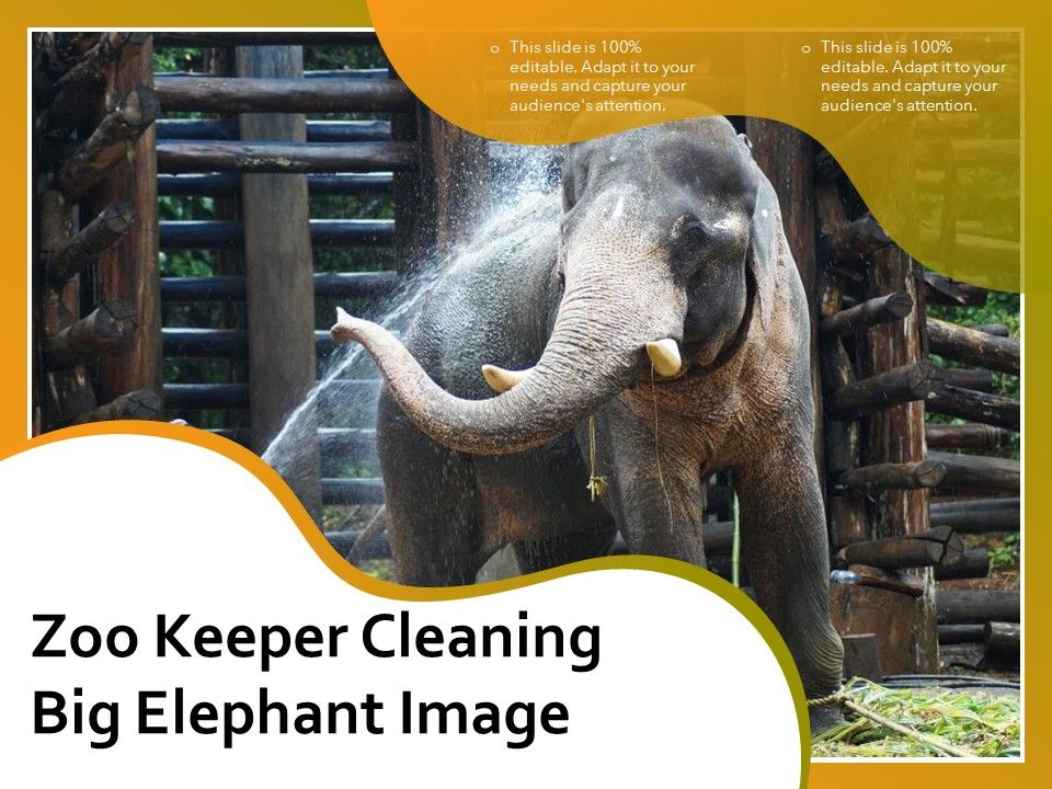 Zoo_Keeper_Cleaning_Big_Elephant_Image_Ppt_PowerPoint_Presentation_Slides_Graphics_Template_PDF_Slide_1.jpg