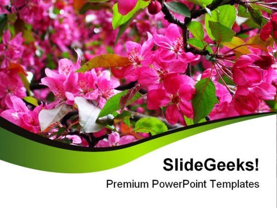 blossoming_pink_flowers_beauty_powerpoint_templates_and_powerpoint_backgrounds_0311_title.jpg