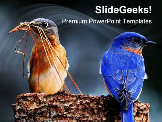 blue_birds_animals_powerpoint_templates_and_powerpoint_backgrounds_0111_title.jpg