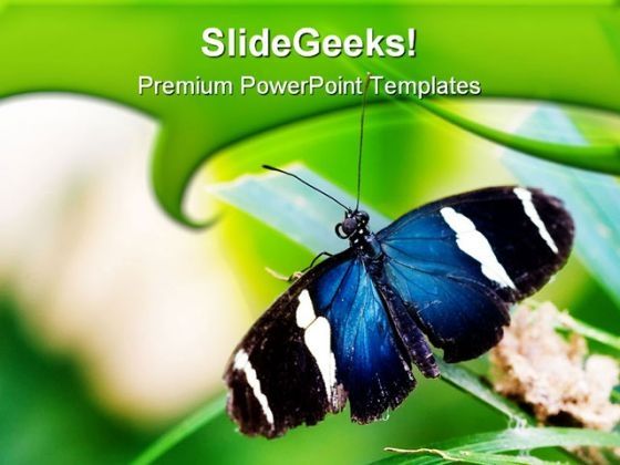 blue_butterfly_animals_powerpoint_themes_and_powerpoint_slides_0511_title.jpg
