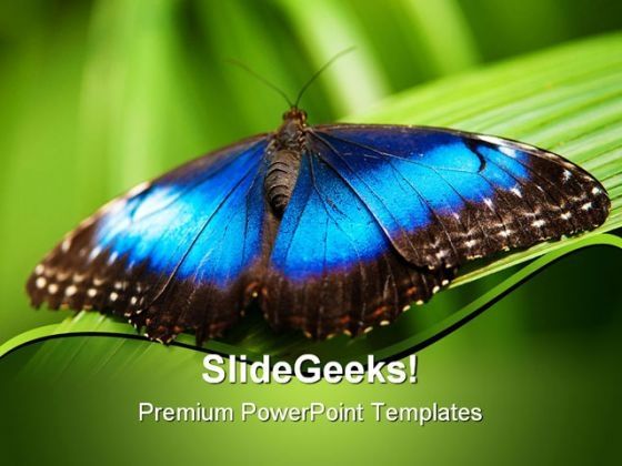 blue_morpho_butterfly_beauty_powerpoint_templates_and_powerpoint_backgrounds_0211_title.jpg