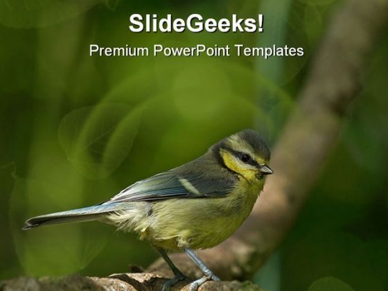 blue_tit_animal_powerpoint_template_0810_title.jpg