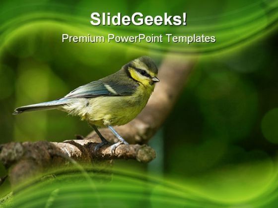 blue_tit_fledgling_nature_powerpoint_themes_and_powerpoint_slides_0211_title.jpg