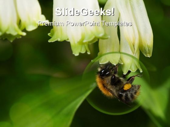 bumblebee_animals_powerpoint_backgrounds_and_templates_1210_title.jpg