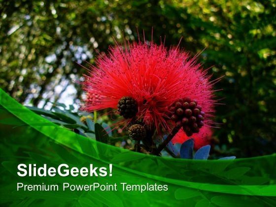 calliandra_grandiflora_flower_plant_powerpoint_templates_ppt_backgrounds_for_slides_0513_title.jpg
