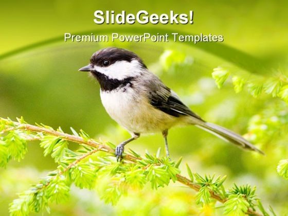 chickadee_animals_powerpoint_templates_and_powerpoint_backgrounds_0211_title.jpg