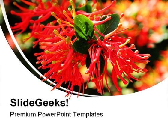chilean_fire_bush_nature_powerpoint_templates_and_powerpoint_backgrounds_0311_title.jpg