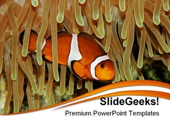 clown_fish_animals_powerpoint_templates_and_powerpoint_backgrounds_0211_title.jpg