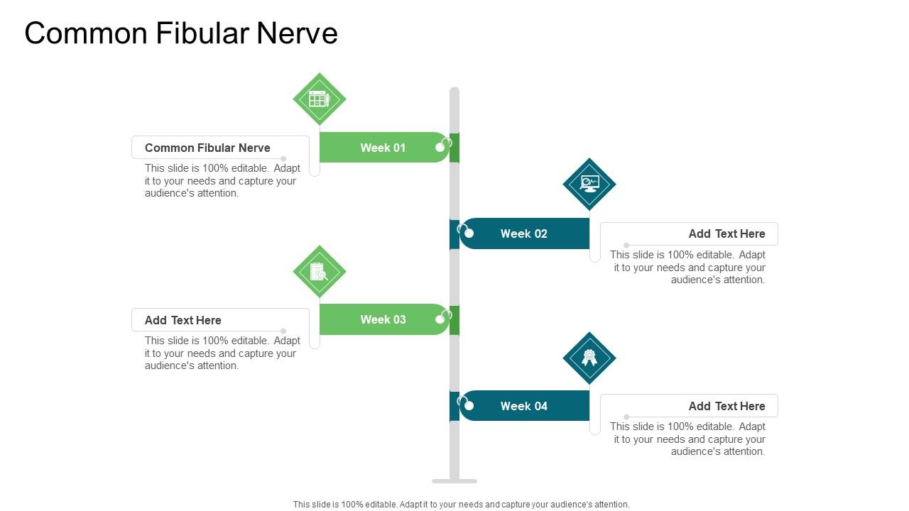 Common Fibular Nerve In Powerpoint And Google Slides Cpb
