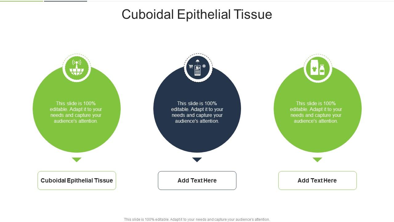 Cuboidal Epithelial Tissue In Powerpoint And Google Slides Cpb