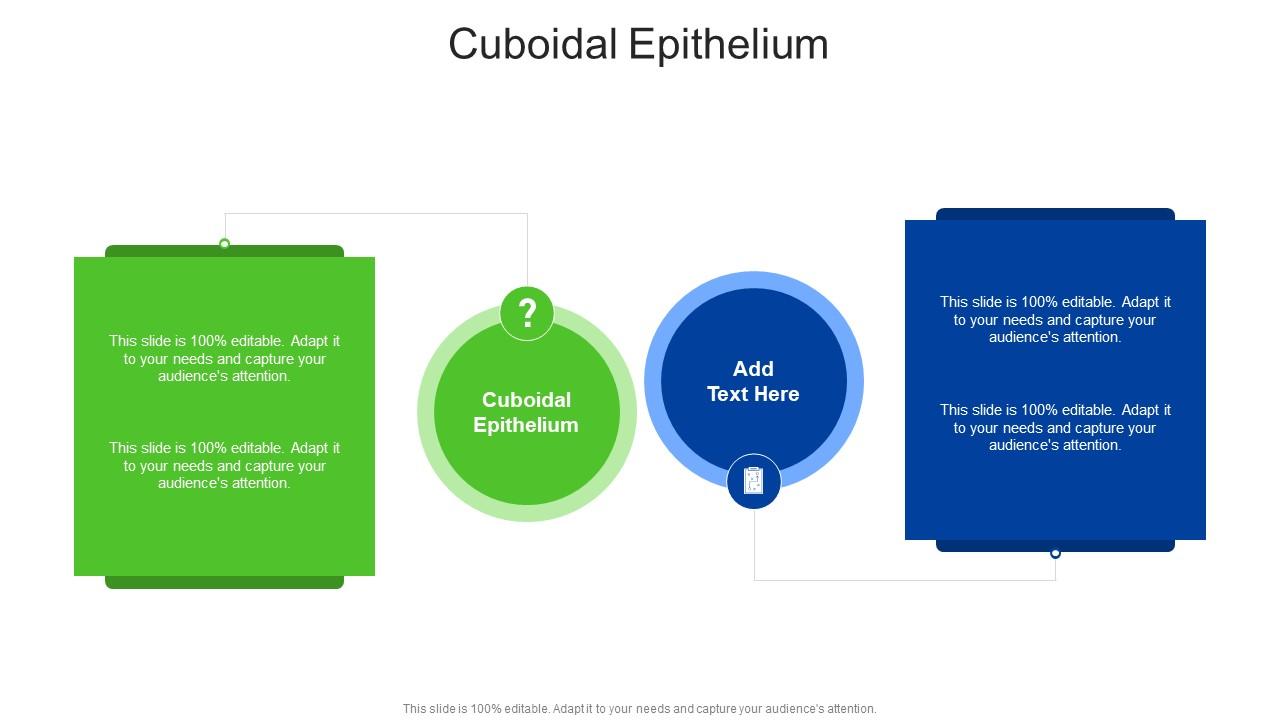 Cuboidal Epithelium In Powerpoint And Google Slides Cpb