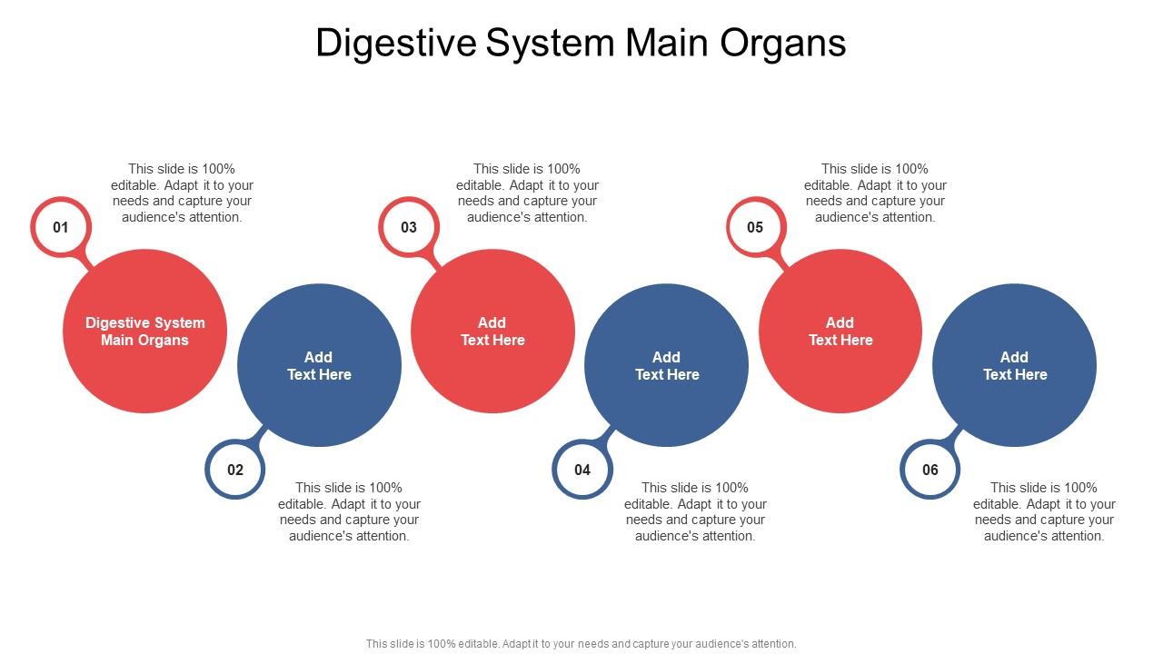 Digestive System Main Organs In Powerpoint And Google Slides Cpb