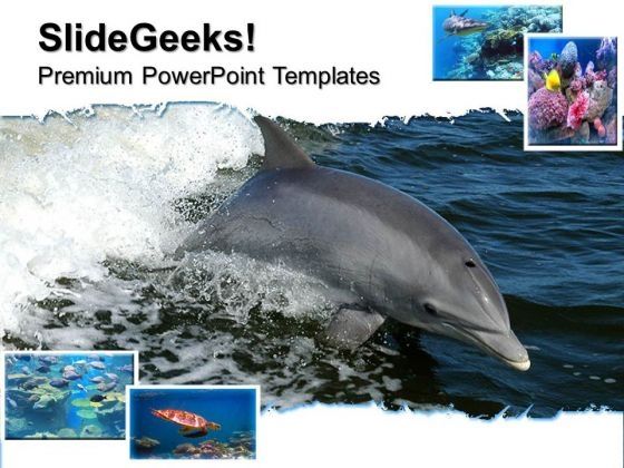 dolphin_animals_powerpoint_templates_and_powerpoint_themes_0512_title.jpg