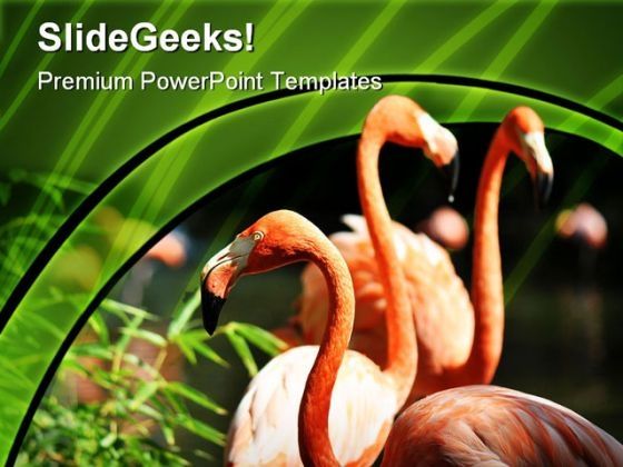 flamingo_animals_powerpoint_themes_and_powerpoint_slides_0211_title.jpg