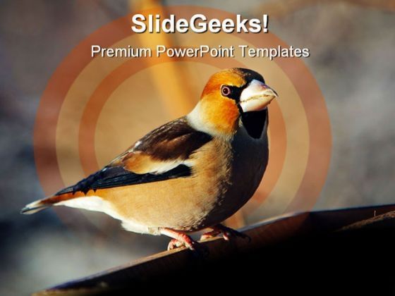 grosbeak_perched_animals_powerpoint_templates_and_powerpoint_backgrounds_0511_title.jpg