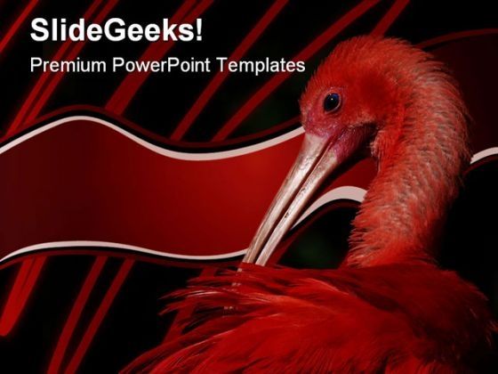 ibis_animals_powerpoint_themes_and_powerpoint_slides_0211_title.jpg