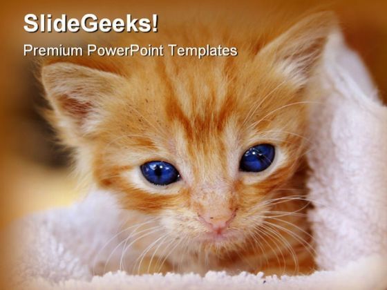 kitten_animals_powerpoint_templates_and_powerpoint_backgrounds_0211_title.jpg
