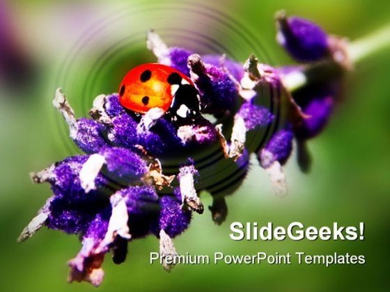 lady_bird_animals_powerpoint_templates_and_powerpoint_backgrounds_0311_title.jpg