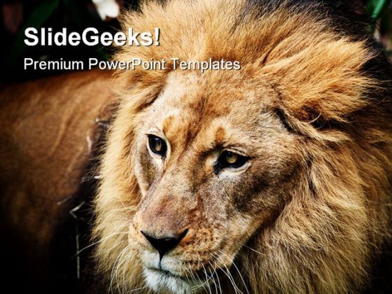 lion_portrait_animals_powerpoint_templates_and_powerpoint_backgrounds_0211_title.jpg