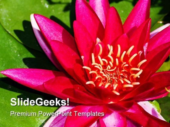 lotus_flower_beauty_powerpoint_templates_and_powerpoint_backgrounds_0311_title.jpg