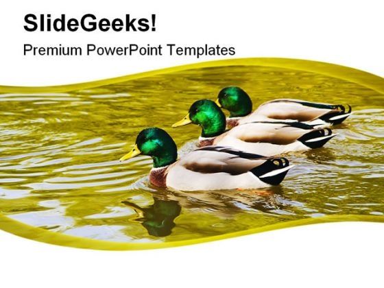 mallard_duck_family_powerpoint_templates_and_powerpoint_backgrounds_0211_title.jpg