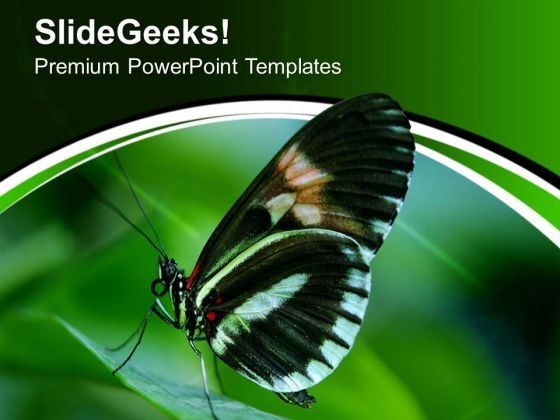 papilio_swallow_tail_butterfly_powerpoint_templates_ppt_backgrounds_for_slides_0513_title.jpg