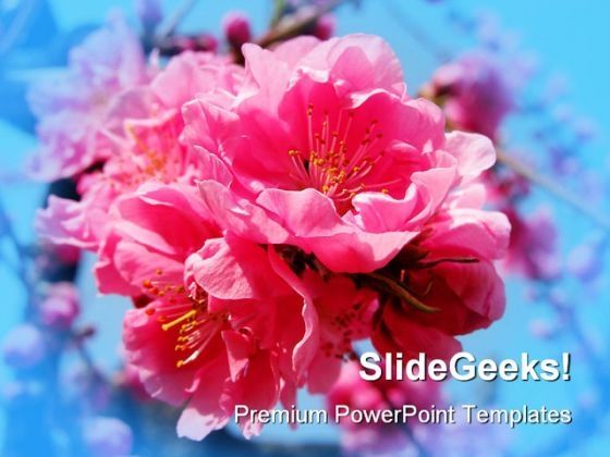pink_explosion_beauty_powerpoint_templates_and_powerpoint_backgrounds_0311_title.jpg