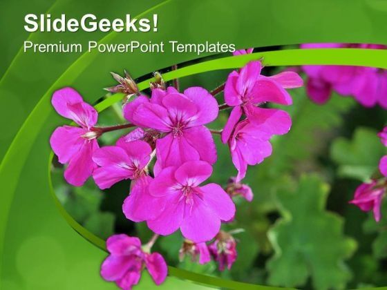 pink_geranium_flower_with_green_background_powerpoint_templates_ppt_backgrounds_for_slides_0613_title.jpg
