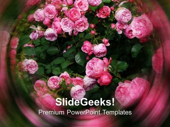 pink_rose_nature_powerpoint_templates_ppt_backgrounds_for_slides_0113_title.jpg