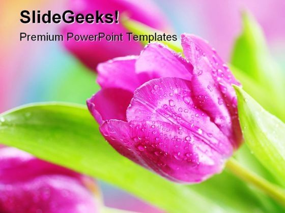 pink_tulips_beauty_powerpoint_templates_and_powerpoint_backgrounds_0311_title.jpg