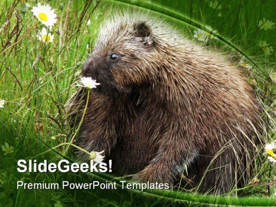 porcupine_animals_powerpoint_templates_and_powerpoint_backgrounds_0211_title.jpg