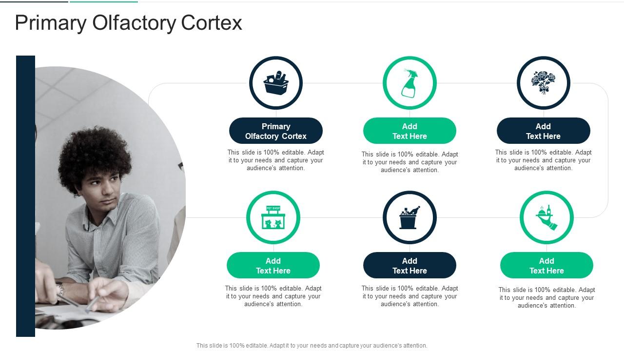 Primary Olfactory Cortex In Powerpoint And Google Slides Cpb