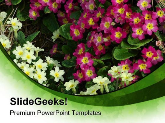 primroses_beauty_powerpoint_templates_and_powerpoint_backgrounds_0311_title.jpg