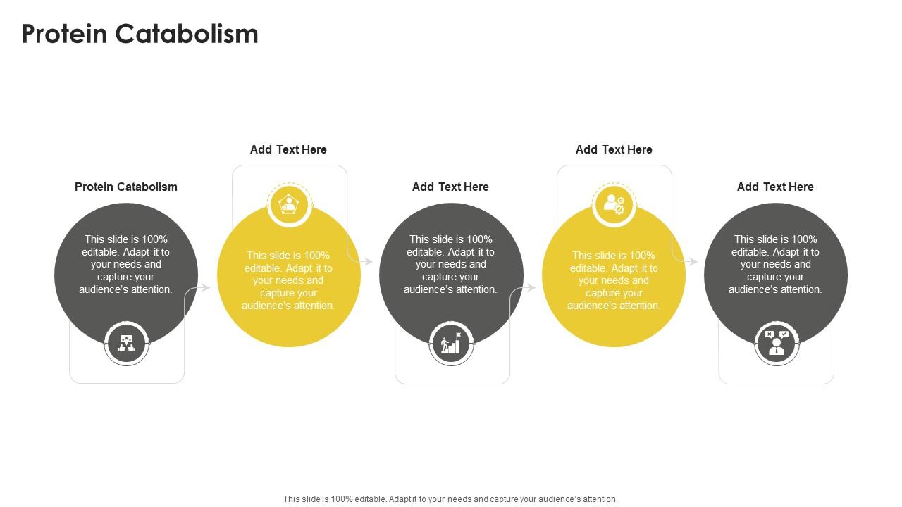 Protein Catabolism In Powerpoint And Google Slides Cpb
