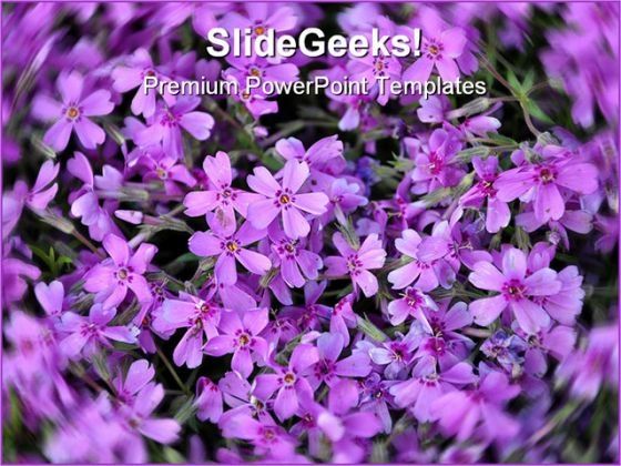 purple_flowers_nature_powerpoint_templates_and_powerpoint_backgrounds_0211_title.jpg