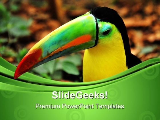 rainbow_toucan_animals_powerpoint_themes_and_powerpoint_slides_0611_title.jpg